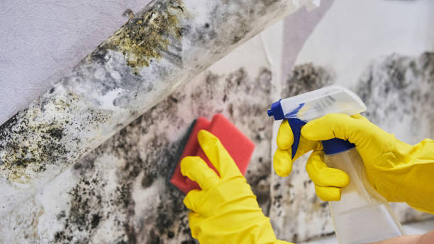 Best Black Mold Removal  in Soddy Daisy, TN